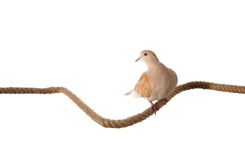 Bird Rope Perch for Parrots, Bendable Natural Jute Boing with Pine Wood and Stainless Steel Mount, Cotton Alternative, Cage Accessory for Parrots (Brown, 4 feet) - size: 4 feet