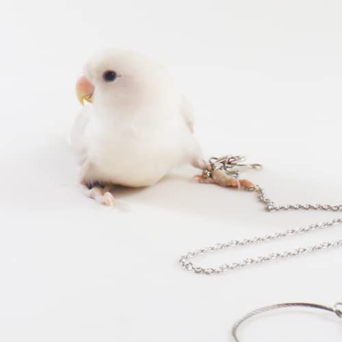 Bird Foot Chain Flying Stainless Steel Training Rope Outdoor Parrot Ankle Foot Ring Accessories Bird Harness Leash Prevent Escaping (6#) - size: 6#
