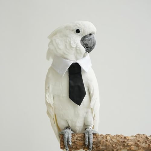 Bird Collar, Bird Clothes, Parrot Bird Supplies, Cute Collar for Medium and Large Birds Eclectus Cockatoo African Grey Amazon Bow Tie Scarf Super Cute Costume Photo Prop for Parrots (Necktie) - style: Necktie