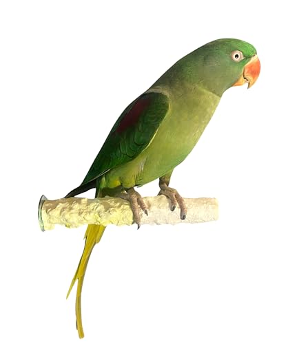 Polly's Edible Cuttlebone Calcium Bird Cage Perch for Budgies, Parakeets, Amazons, Blue & Golds, Macaws and Cockatoos.… (Pineapple, Medium) - color: Pineapple, size: Medium