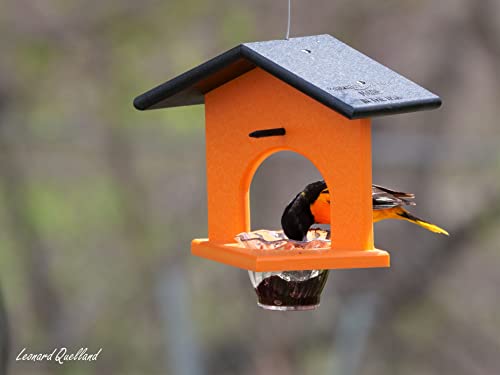 Oriole Bird Feeder, Poly Lumber Hanging Oriole Jelly Feeder (Black/Orange) - color: Black/Orange
