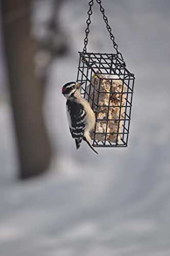C&S Woodpecker Delight No Melt Suet Dough 11.75 Ounces, 12 Pack - style: Woodpecker 12-Pack