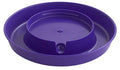 Little Giant® Screw-On Poultry Waterer Base | Heavy Duty Plastic Water Tray Base for Container | Chicken Waterer Screw On Base | 1 Gallon (Purple, Pack of 1) - color: Purple