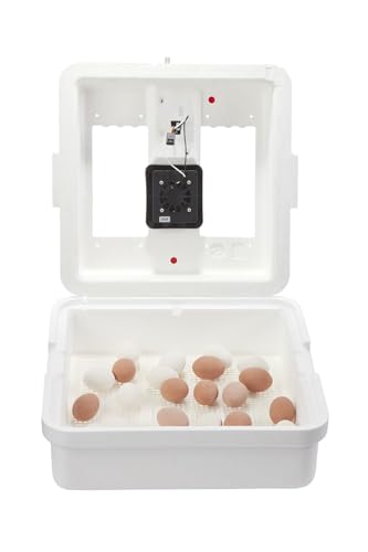 Little Giant® Digital Circulated Air Incubator | 41 Egg Capacity | Chick Egg Hatching Incubator with Circulated Fan, Temperature and Humidity Control | Made in USA - style: Incubator with Fan