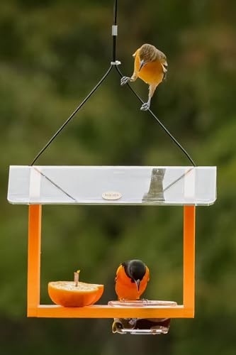 Birds Choice Oriole Bird Feeder | Hanging Bird Feeder for Jelly & Orange Halves | Includes Cup & Fruit Pegs | Recycled Plastic | Sturdy for Garden, Backyard, & Outdoor | 3/4 Cup Capacity, Orange | Includes Jelly Cup and Fruit Pegs, Recycled Plastic, Sturd