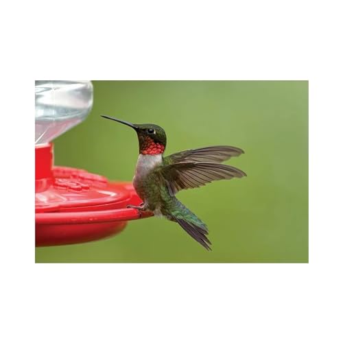 First Nature Hummingbird Flower Feeder - 32‑Ounce - Wide‑Mouth | Bright Flower Ports Attract Birds - Round Bottom Perch Fits Multiple Birds - See-Through Tank Shows Nectar Levels - size: 32 ounce