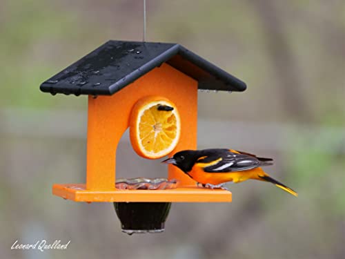 Oriole Bird Feeder, Poly-Lumber Hanging Oriole Jelly Feeder (Orange) - color: Orange
