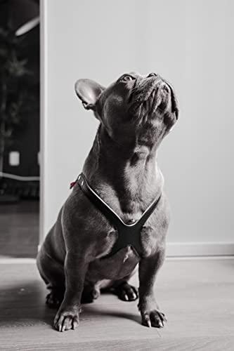 BUDDY BELT Harness Pebble Grain Black - Premium Edition (4) - size: 4