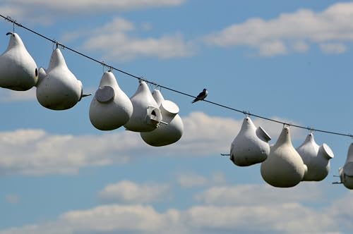 White Purple Martin Gourd Birdhouses – Pack of 10 Colony Nesting Gourds with Side Clean-Out – 12–14″ Tall, 2″ Entrance Hole