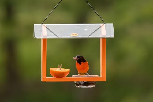 Birds Choice Oriole Bird Feeder | Hanging Bird Feeder for Jelly & Orange Halves | Includes Cup & Fruit Pegs | Recycled Plastic | Sturdy for Garden, Backyard, & Outdoor | 3/4 Cup Capacity, Orange | Includes Jelly Cup and Fruit Pegs, Recycled Plastic, Sturd
