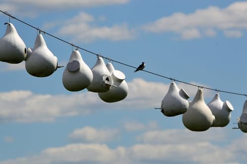 Purple Martin Gourd Birdhouse – 12–14″ Tall, 2″ Entrance Hole, Side Clean-Out, White, Ready to Hang