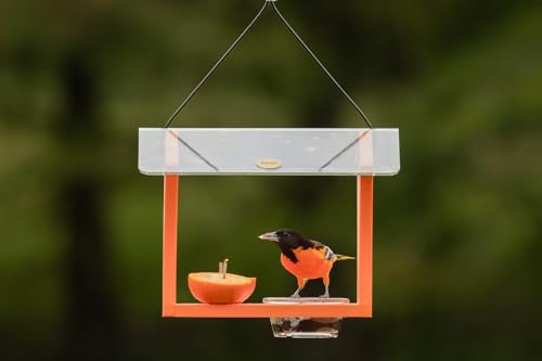Birds Choice Oriole Bird Feeder | Hanging Bird Feeder for Jelly & Orange Halves | Includes Cup & Fruit Pegs | Recycled Plastic | Sturdy for Garden, Backyard, & Outdoor | 3/4 Cup Capacity, Orange | Includes Jelly Cup and Fruit Pegs, Recycled Plastic, Sturd