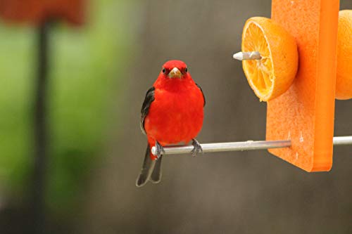 Recycled Double Oriole Orange Fruit Feeder | Made from recycled milk jugs