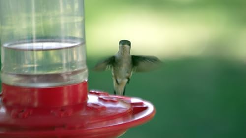 Rocky Mountain Goods Hummingbird Feeder – 16 oz Bright Red Plastic – Wide Mouth for Easy Filling and Cleaning – Includes S-Hook – Multiple Feeding Ports for More Hummingbirds