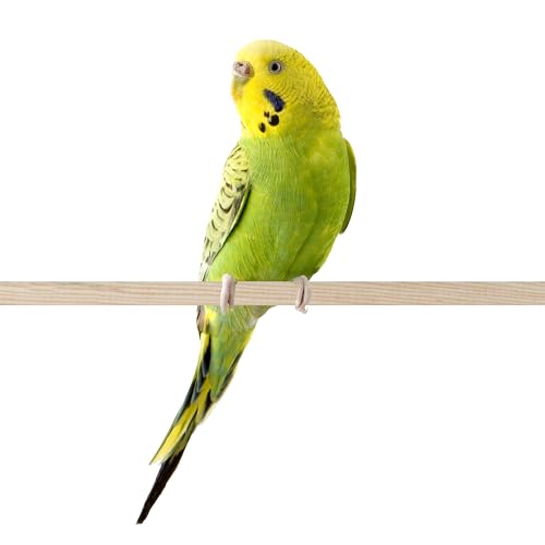PENN-PLAX Bird-Life Wooden Bird Perches – Great for Parakeets, Lovebirds, Parrotlets, Finches, Canaries, and Other Small Birds – 2-Pack – 18” Long - size: 18-Inch