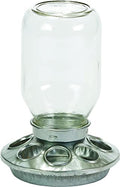 Glass Jar Chick Feeder - Little Giant - Mason Jar Baby Chick Feeder, 1 Quart (Item No. MJ9810)