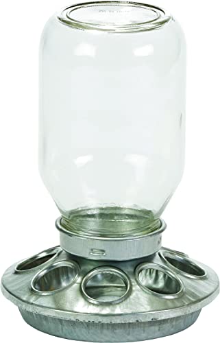 Glass Jar Chick Feeder - Little Giant - Mason Jar Baby Chick Feeder, 1 Quart (Item No. MJ9810)