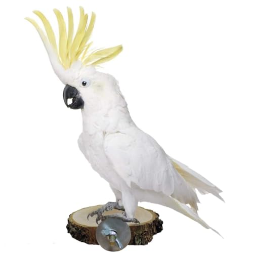 Hamiledyi Perch Platform for Bird Cage,Natural Round Wooden Stand Platform Bird Toy for Canary Parakeet Cockatiel Parrot Budgie Sparrow(3 Pcs) - size: 3.5in