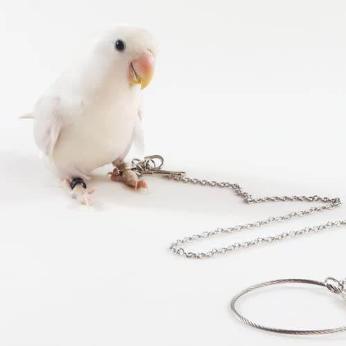 Bird Foot Chain Flying Stainless Steel Training Rope Outdoor Parrot Ankle Foot Ring Accessories Bird Harness Leash Prevent Escaping (6#) - size: 6#