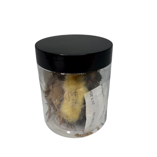 Undique Whole Quail for Carnivore Pets - Premium Quality Natural Pet Treats - Natural Prey Feeding - Freeze-Dried for Essential Nutrients and Enzymes - Quality Protein Source Small Size 5 Count