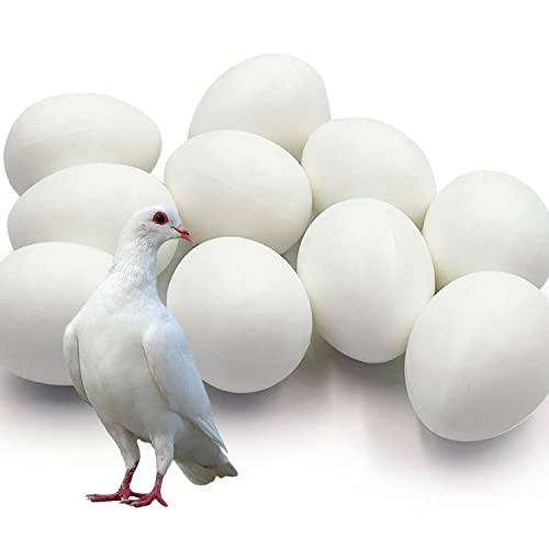 10pcs Solid Plastic Pigeon Eggs Fake Eggs for Racing Pigeons Hatching Supplies | for Racing Pigeons Hatching Supplies