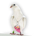 FLYPER Adjustable Mini Bird Diaper | Reusable, Washable Cloth | Comfort Fit for Parrots, Cockatiels, and Other Small Birds | Fashionable Avian Accessories (Sparkly Rose, Size 9.5) - size: 9.5