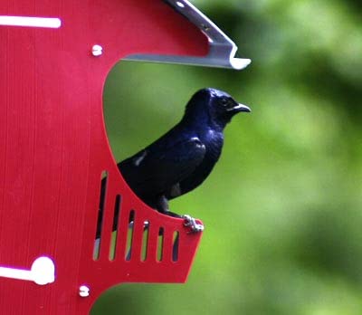 Purple Martin 16 Room Barn