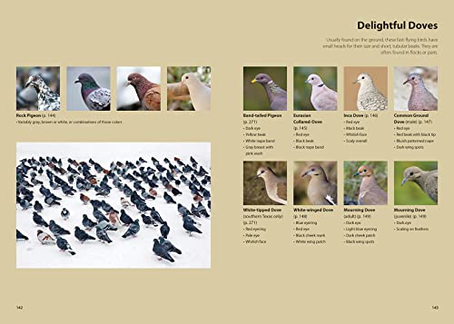 Feed the Birds: Attract and Identify 196 Common North American Birds