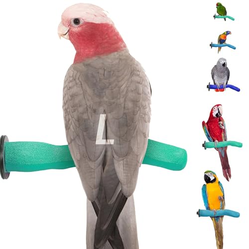 Sweet Feet and Beak Safety Pumice Bird Perch, Large Pedicure Perch, Green | Plastic Bird Nail Trimming Perch, Pumice Coated Surface for Healthy Feet and Beak,12" Lightweight Perch, Available In 5 Sizes - color: Green, size: Large 12"