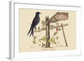 ART.COM Wall Art Print Purple Martin on White Frame by Mark Catesby, 29" x 21" - color: White Frame, size: 24"L x 16"W, style: Framed