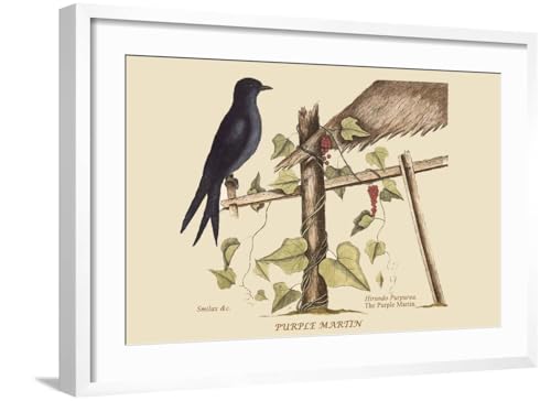 ART.COM Wall Art Print Purple Martin on White Frame by Mark Catesby, 29" x 21" - color: White Frame, size: 24"L x 16"W, style: Framed
