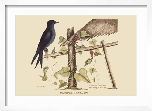 ART.COM Wall Art Print Purple Martin on White Frame by Mark Catesby, 22" x 16" - color: White Frame, size: 18"L x 12"W, style: Framed
