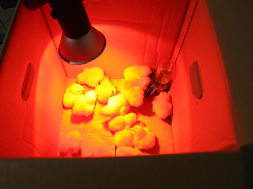 Heat Lamp for Chicken Coop Tiny Chicks Brooder, Basking Spot Flood Light White Bulbs Replaceable E26 Base 50 Watt Chick Heater for Reptile Pets Duckling Poultry Livestock