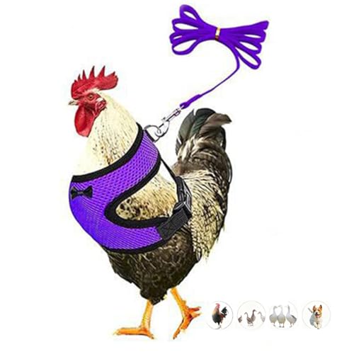 Chicken Harness and leashset,Duck Harness Adjustment Mesh, Purple S | breathable mesh harness,adjustable straps,sturdy leash,fit chicken,duck,goose,rooster,parrot,kitten,tiny dog training walking - color: Purple, size: S (Chest 12.6-17.7")