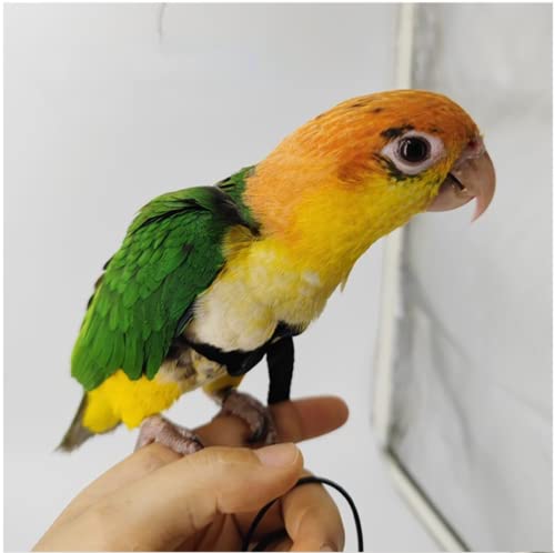 Adjustable Bird Harness with 78.7 Inch Leash, Outdoor Flying Training Rope Kit for Bird Parrots, Parrot Flying Rope Straps Outdoor Training Traction Rope for Small Medium Large Size Birds (XS) - size: XS