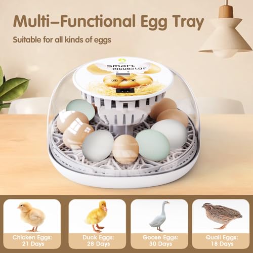 Incubators for Hatching Eggs Quail Egg Incubator 12 Eggs with Automatic Egg Turning and Humidity Control 360° Viewing for Chicken, Ducks, Goose, Pigeon for Lab Farm and Home