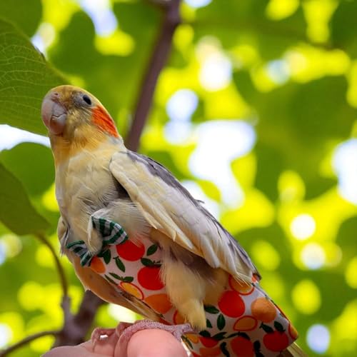 6PCS Washable Reusable Bird Diapers with Waterproof Lining & Adjustable Straps – Soft Parrot Diaper Clothes Costume Set for for Parakeets, for Budgies, for Mini Macaws (M) - size: M