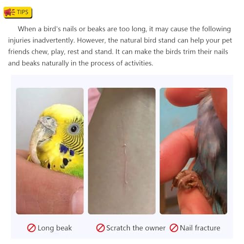 Bird Perch Stand Toy Natural Wood Parrot Perch Parakeet Cage Top Wooden Branches for Standing Toys for Small Medium Parrots Conure Budgie Lovebirds