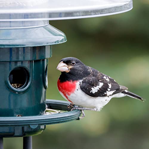 Squirrel Buster Plus Squirrel-proof Bird Feeder w/Cardinal Ring and 6 Feeding Ports, 5.1-pound Seed Capacity, Adjustable, Pole-mountable (POLE ADAPTOR SOLD SEPARATELY), Green | Cardinal ring, six ports, weight adjustment, pole-mountable, adapter sold sepa