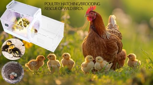 Iarge Scale Chick brooder Box Quail cage Egg Incubator Chicken brooder 20 | Chick Starter Kit Baby Chicken Cage Take 2 Heat lamp 2 Chick feeder and waterer kit White 27. 5 in