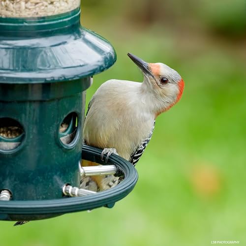 Squirrel Buster Plus Squirrel-proof Bird Feeder w/Cardinal Ring and 6 Feeding Ports, 5.1-pound Seed Capacity, Adjustable, Pole-mountable (POLE ADAPTOR SOLD SEPARATELY), Green | Cardinal ring, six ports, weight adjustment, pole-mountable, adapter sold sepa