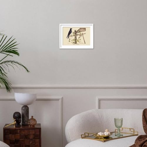 ART.COM Wall Art Print Purple Martin on White Frame by Mark Catesby, 22" x 16" - color: White Frame, size: 18"L x 12"W, style: Framed