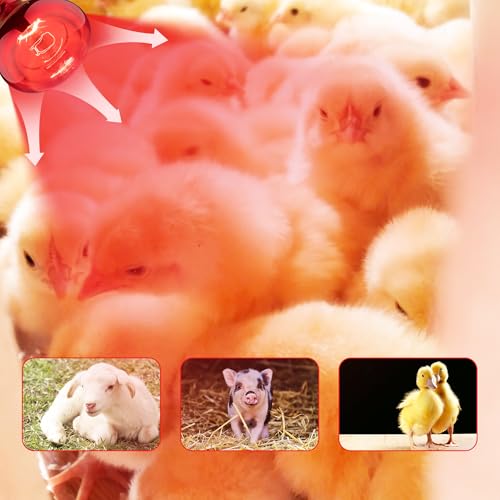 250 Watt Heat Lamp Bulbs for Chicks, R40 Heat Lamp for Chickens, Infrared Heat Bulbs for Brooder Heater, 250W Incandescent Heat for Pet, Bathroom, Food (2 Pack)