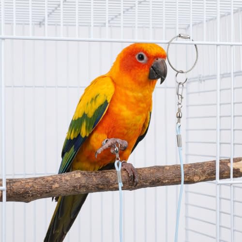 Bird Leash with 5 Different Size Foot Ring Parrot Flying Harness | Lightweight Elastic Bird Leashes Leg Band Outdoor Training Traction Rope for Macaw African Greys Parakeet Cockatoo Sun Conure