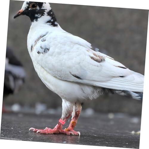 Yardwe 200pcs Pigeon Identification Bands Lightweight Numbered Leg Rings for Quail and Small Birds Durable Clip Design for Efficient Breeding and Tracking