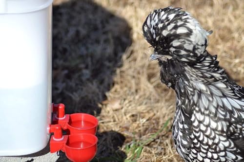 Chicken Water Cup Waterer Kit for Poultry - Pack of 6 + One Extra for Free (Total of 7)