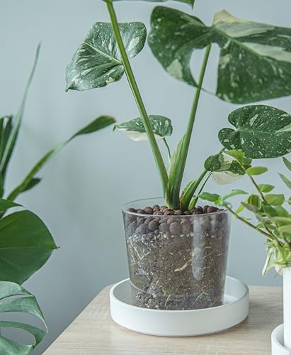 Phoenix Vine 8 Inch Plastic Plant Saucer Water Drip Tray, Heavy Sturdy Round Plant Drainage Tray for Indoors Outdoor, Set of 2, Matte White, 21-TY-8W-2 - size: 8"