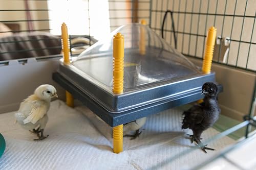 Chick Brooder Heating Plate & Anti-Roost Cone Set - Warms Up to 20 Chicks - 22 Watts (12x12)
