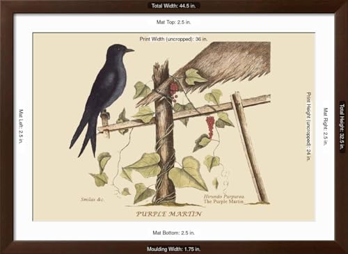 ART.COM Wall Art Print Purple Martin on Brown Frame by Mark Catesby, 44" x 32" - color: Brown Frame, size: 36"L x 24"W, style: Framed