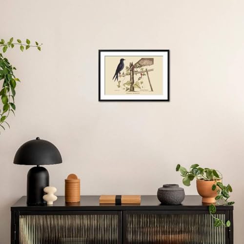 ART.COM Wall Art Print Purple Martin on Black Frame by Mark Catesby, 29" x 21" - color: Black Frame, size: 24"L x 16"W, style: Framed